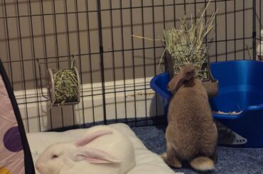 New rabbit not eating hay