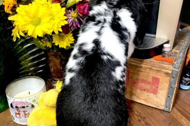 Snoopy!