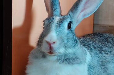 My Photogenic Girl 🐰