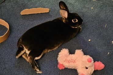 Lily relaxing