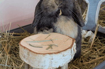 Classy gentleman eating his hay