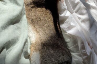 How do you explain this kind of love to someone who isn’t a rabbit person? 🐰