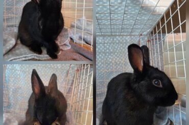 Call for Help - Abandoned Buns
