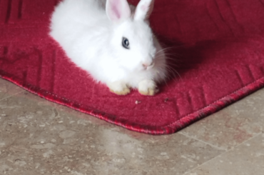 Need some advice regarding bunnies that dont make any sound.