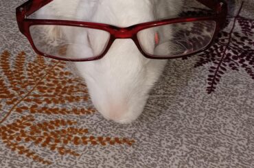 The rabbit looks good wearing glasses.