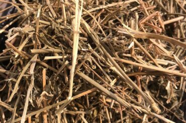 IS RABBIT HAY SUPPOSE TO LOOK LIKE THIS?