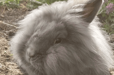 Sun-kissed loaf garnished with wild flowers
