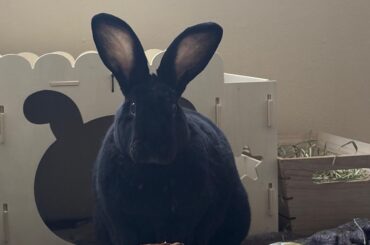 This face is the reason I work so hard, giving my bun his best life.
