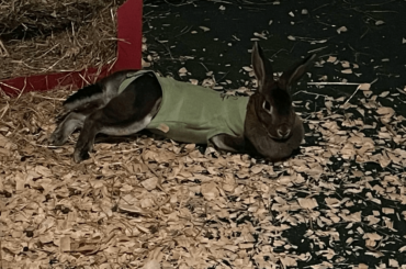 Squeaks showing off her onesie after getting fixed