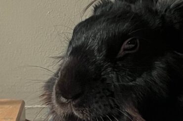 Rabbit shaped hole in my heart