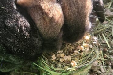 Bunny names