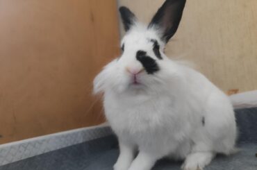 my bunny is refusing treats, how long until i have to worry?
