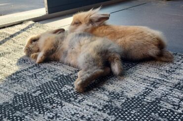 My bunnies attacks the other only during veggie time, why does this happen?
