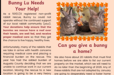 Bunnies Need Adopting or Fostering in Virginia
