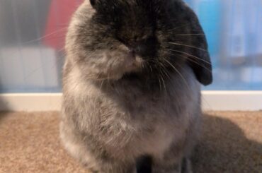 Oreo looking very polite today
