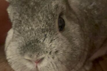 My bun seems standoff-ish