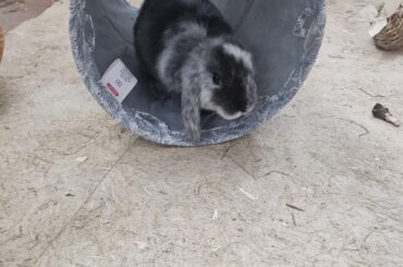 How did your rabbit surprise you with their intelligence?