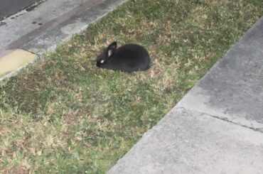 Found domestic rabbit
