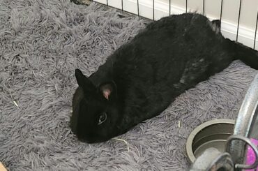 11.5 yo Rabbit Took Up a New Spot and Wouldn't Move.