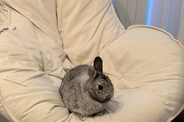 Late gotcha day