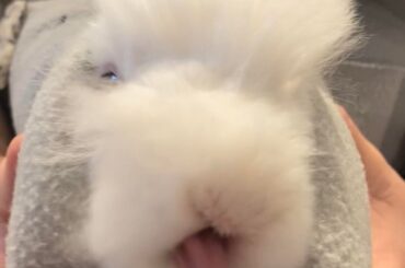 I think I accidentally adopted some kind of sea creature instead of a bunny