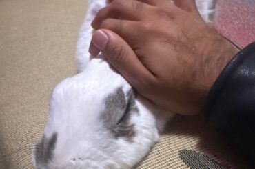 Ping Pong turned 9 🐇🎉