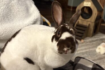 Chip says it time for pets and then bedtime.