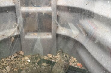 Wild rabbit jumped into basement apartment window box and I don’t know if it’s stuck