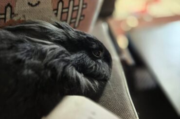 Kuro is reading War and Peace