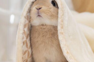 The Secret Life of Rabbits"