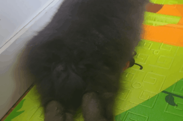 peetsies