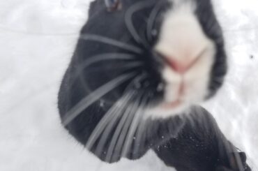 "Please sir, a crumb of attention to survive the harsh winter."