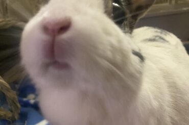Close up of the bunny nose
