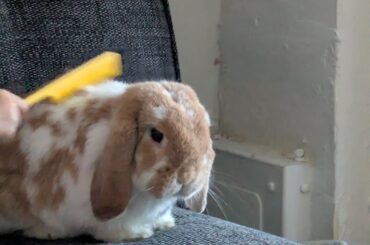Rabbit