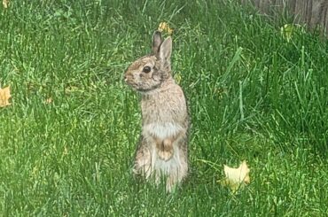 Backyard bunny runs out of our shed, then poses for a picture