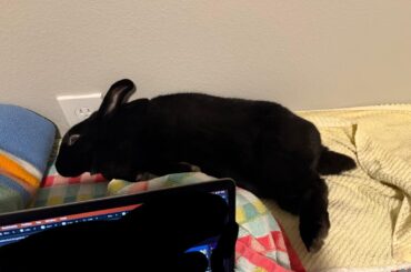 Effective ways to protect carpet? Bun tax included!