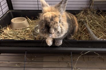 Binky free Viking. My wife’s work colleague gave us Viking because she was moving and couldn’t bring him. He was only with us for about 2 months before peacefully passing this afternoon. He ALMOST made it to 10 years old. He was a very sweet and cuddly old man. See you in Valhalla.