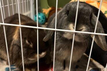 i believe my bunnies have learnt how to manipulate people