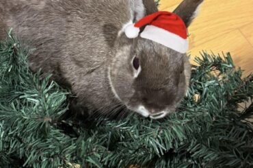 Santa’s little helper