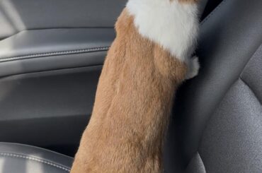 Meet Mr. Alittle Bit !