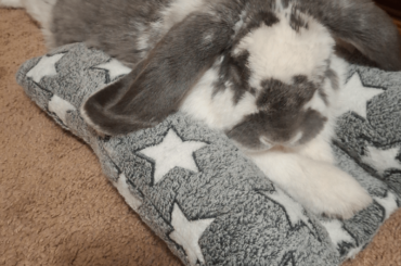 Looking for a giant bunny bed