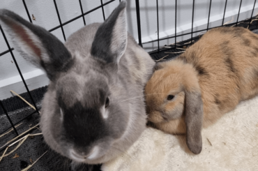 Peanut and Bear our 3rd lot of fosters