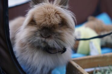Bunny loves eating paper and Cheerios