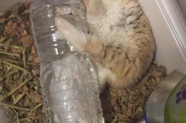 RIP Gus the Bunny