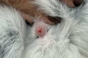 Does this look like a boy or girl? I’ve always thought boy but now I’m really not sure!