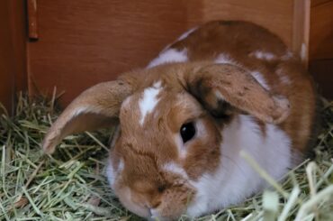 Update on rehoming creme