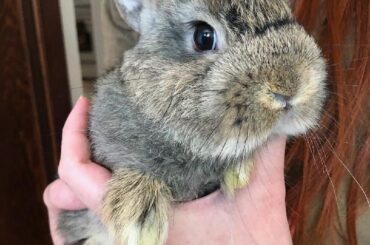 My rabbit has a big head