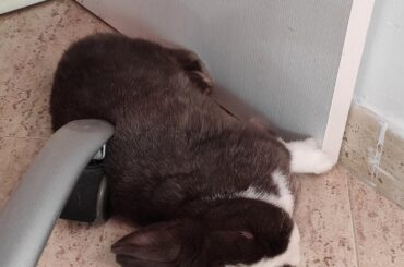 Taking a nap with her favorite chair