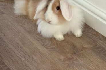 Luna is a lionhead lop. she loves to get her fluff absolutely everywhere and get her mane matted about 5 seconds after it is brushed. Does anyone have any advice on how to help either of these problems?