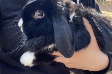 Tips on caring for a rescued bunny?